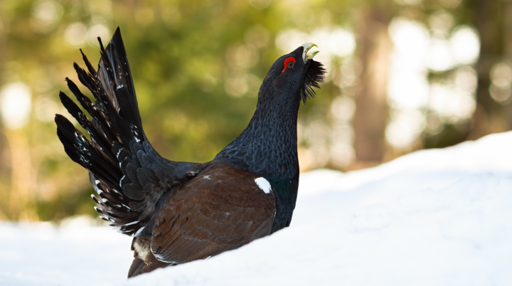 Auerhuhn | © DAV Würzburg